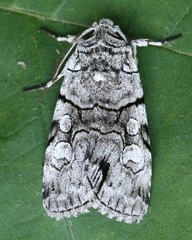 Sympistis chionanthi