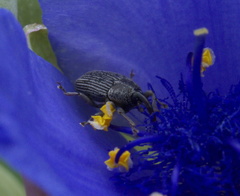 Odontocorynus