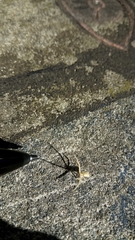 Uraarachne runcinioides