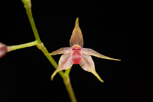 Platystele consobrina, photograph 6