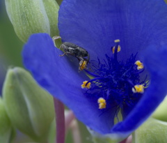 Odontocorynus