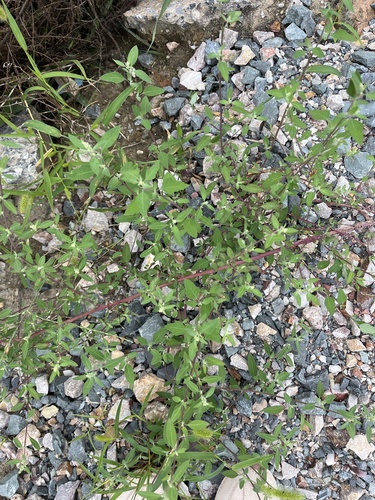 Common Lambsquarters