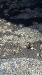 Uraarachne runcinioides