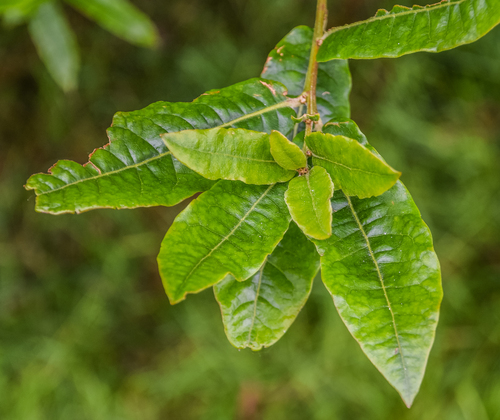 Quercus duratifolia