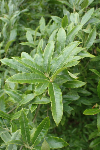 Quercus duratifolia