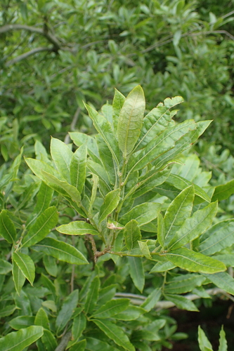 Quercus duratifolia