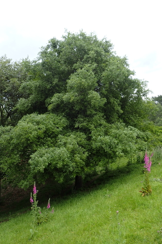 Quercus duratifolia