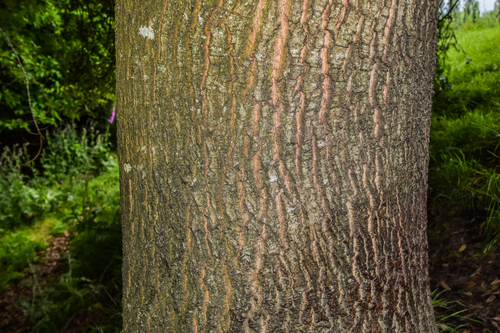 Quercus duratifolia