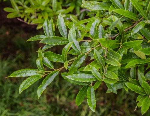 Quercus duratifolia