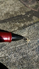 Uraarachne runcinioides