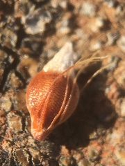 Rhynchospora californica