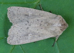 Leucania pseudargyria