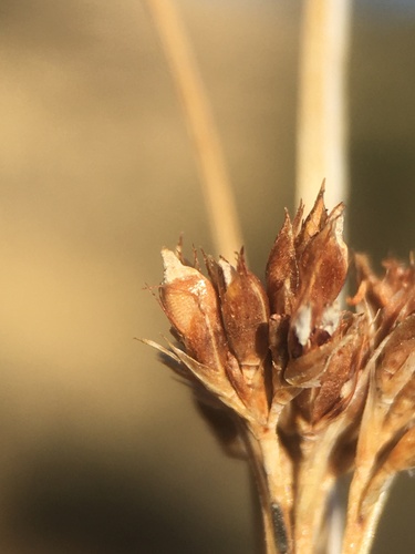 california beaked-rush (Rhynchospora californica)