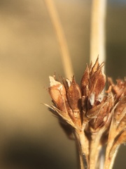 Rhynchospora californica