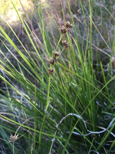 California beaksedge (Rhynchospora californica)