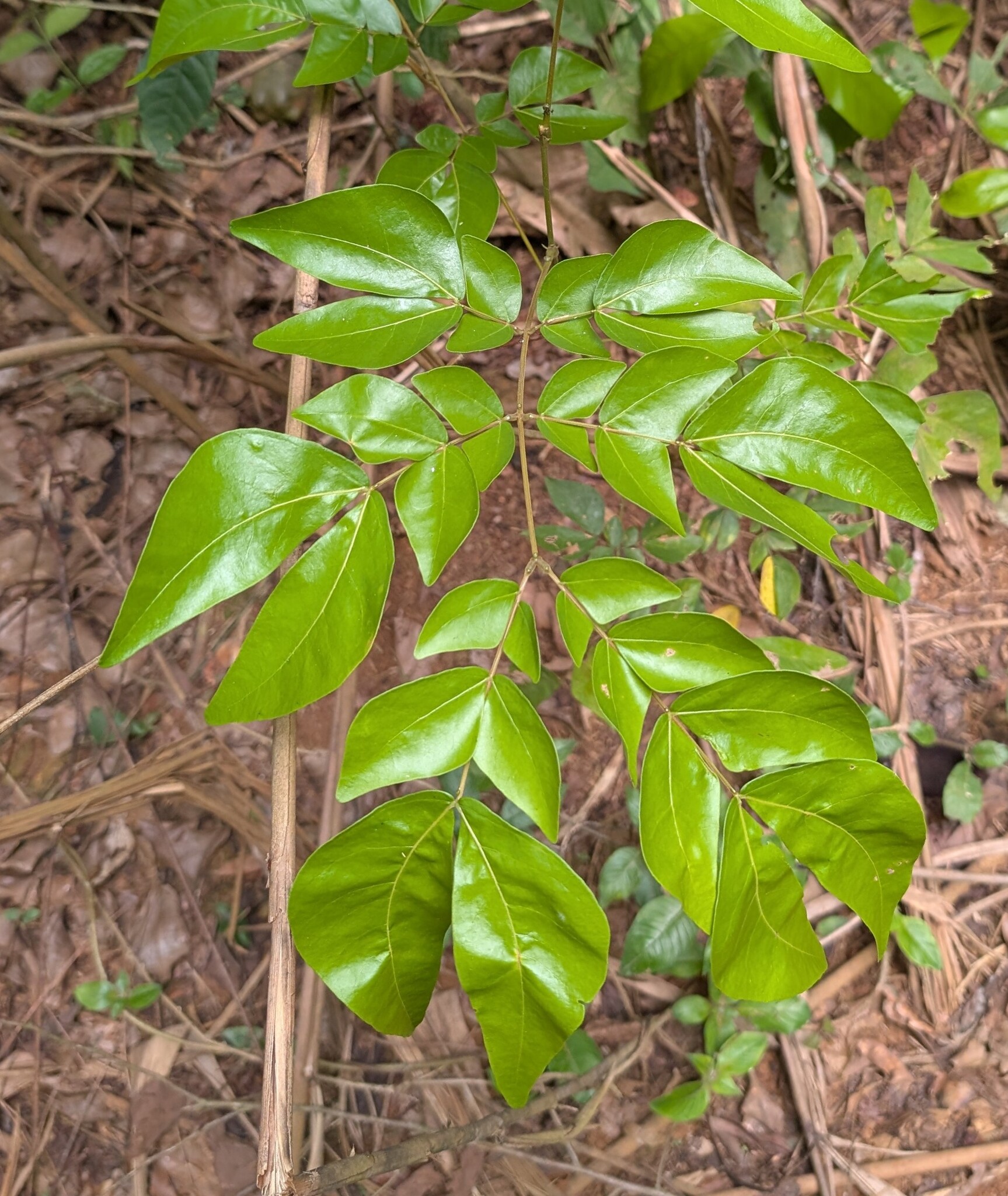 Albizia (Albizia zygia)