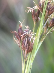 Rhynchospora californica