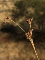 Rhynchospora californica