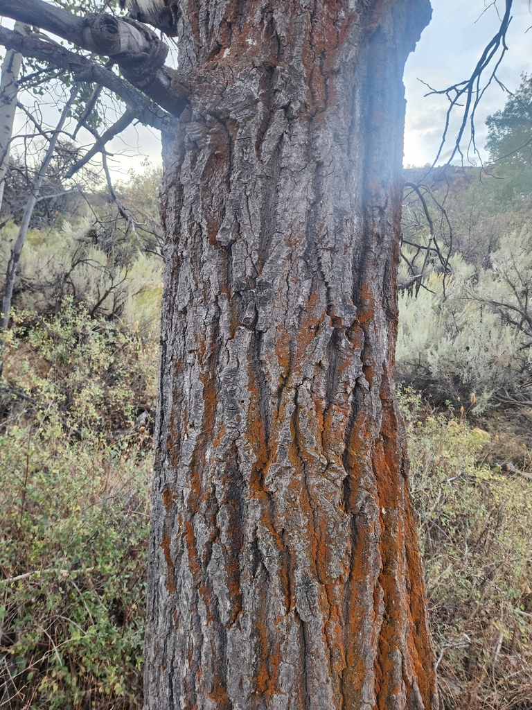 Soldier Meadows Dispersed NV — BLM Winnemucca District, Denio NV dispersed campsite