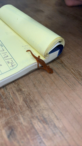 Eastern Newt