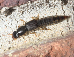 Pinophilus