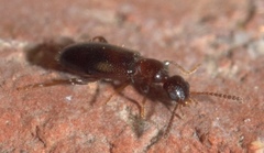 Omonadus formicarius