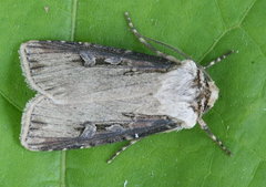 Agrotis stigmosa