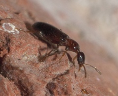 Omonadus formicarius