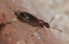 Omonadus formicarius