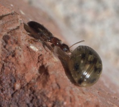 Omonadus formicarius