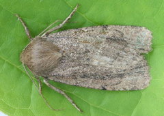 Ufeus plicatus