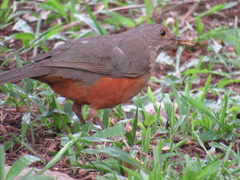 Turdus rufiventris