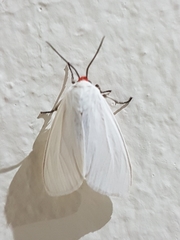 Pygarctia