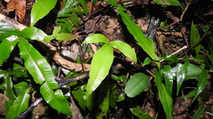 Grypothrix triphylla