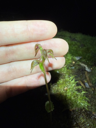 beech orchid (Townsonia viridis)