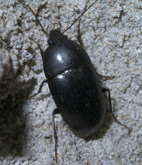 Oodes amaroides
