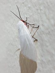 Pygarctia