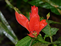 Ruellia chartacea
