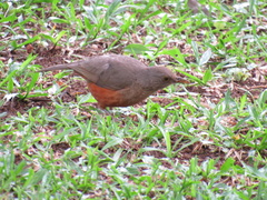 Turdus rufiventris