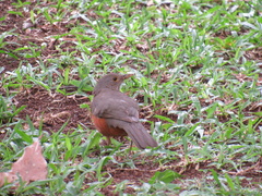 Turdus rufiventris