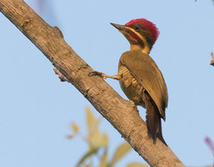 Piculus chrysochloros