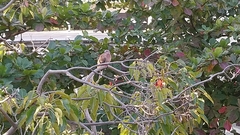 Streptopelia chinensis