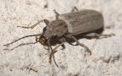 Oxacis pallida