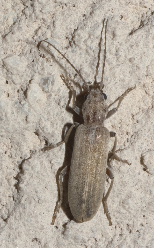Pallid False Blister Beetle