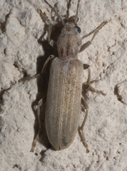 Oxacis pallida