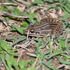 Leptodactylus gracilis