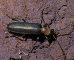 Oxycopis mimetica