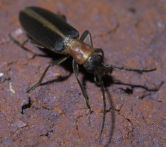 Oxycopis mimetica