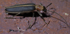Oxycopis mimetica