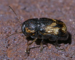 Pachybrachis subfasciatus